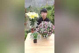 泥炭虽好，但有个致命的缺陷，一旦盆土干透，浇水要注意技巧