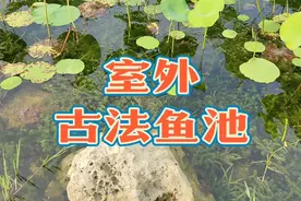 室外古法鱼池建造方法和注意事项，火山石露天乌龟池水草植物推荐视频封面