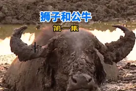 绝望的公牛深陷泥潭，却被一头受伤的狮子盯上，结果双双受困！视频封面