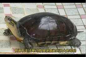食用石金钱龟对身体健康起到很大的帮助@DOU+小助手视频封面