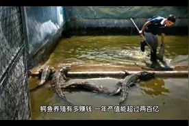 鳄鱼养殖有多赚钱，一年产值能超过两百亿。视频封面