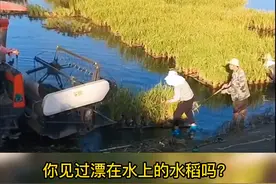 漂浮水稻采收喽~~我国这种漂浮水稻种植技术，将会开启全新的农业模式！#水稻 #水稻种植 #智慧农业 @DOU+小助手 