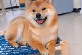 小狗狗能有多怕热？开空调是不可能的！#柴犬 #萌宠出道计划 #萌宠日常记录 #萌宠视频封面