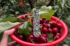 东北人第一次见这么多车厘子 吃到饱 嘎嘎甜！ #vlog日常视频封面