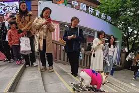 狗狗步行街滑板下楼，这回头率百分百路人们都惊呆了！ #法斗 #萌宠 #户外撒欢记 #万物可爱计划 #小法斗球球 @DOU+小助手