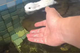 惊呆了，兔子跳水游泳#宠物vlog #萌宠 #兔子 #兔兔这么可爱 #呆萌可爱