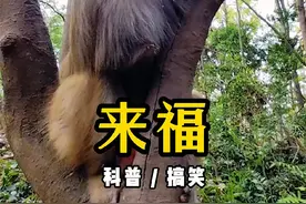 黔灵山网红猴来福，每天赶路14公里去山下阿姨家蹭饭#猴子 #黔灵山猴子 #来福 #动物解说视频封面