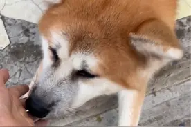 偶遇一只在街边的秋田犬！它主人好好呀让我摸它！它性格好好呀它好热情！它超级超级可爱！我超级超级喜欢它！