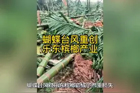 台风蝴蝶重创乐东槟榔 倒伏率严重地区达到50%以上#乐东槟榔