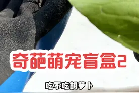 这盲盒开出来的东西越来越奇葩了#农村生活 #神奇动物在抖音 #萌宠视频封面