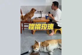 跟狗狗一起饭前唱一首风雨彩虹铿锵玫瑰 #道格组合演唱风雨彩虹铿锵玫瑰 #狗狗是懂音乐的 #狗语十级