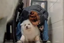 狗狗爱你永远胜过爱自己！～ 小老太Amy 今年15年啦，她真的不知道自己是老人家啦，因为吃癫痫药副作用后腿无力，她也不知道平时都可以马上起来迎接我为什么现在做不到了 ，我们服老啦！以后妈妈奔向你好吗乖宝宝❤️…  #养宠人的治愈谁懂啊 #这个世界不能没有小狗 #愿每个小狗都能遇见好的主人  #要喜欢小狗的全部呀 #老年犬视频封面