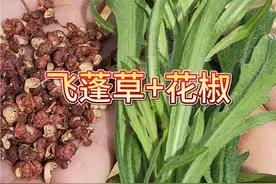 飞蓬草搭配花椒的妙用，作用太厉害了，方法嘎嘎省钱又实用视频封面