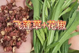 飞蓬草搭配花椒的妙用，作用太厉害了，方法嘎嘎省钱又实用视频封面