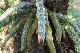 石斛又叫铁皮枫斗，是兰科属的一种多年复生草本#大自然的馈赠 #铁皮石斛 #识百草视频封面
