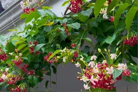使君子花春夏秋爆花经验分享视频封面