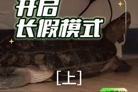 亚洲巨龟为什么称为屎王，家庭适不适合散养亚洲巨龟，亚洲巨龟的特点。#养龟人 #亚洲巨龟 #乌龟科普  #乌龟 #养龟日常