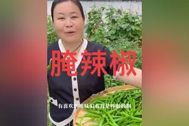 别人腌的辣椒吃一年都没坏，你腌的辣椒为啥几天就长毛了，今天咱就给大家分享腌辣椒吃一年都不坏的做法，简单下饭又好吃，#农村美食 #记录真实生活 #新农人计划2024