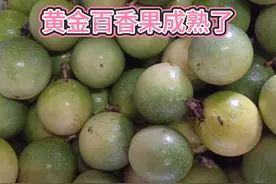 老罗家黄金百香果又一批成熟了，香香甜甜，小曾吃的停不下来