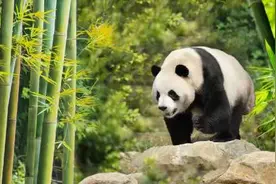 8天后，成都大运会将迎来开幕。18个比赛项目竞技比拼，跳水视频封面