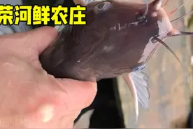 北江马面骨#带你去体验渔民的生活 #户外抓鱼摸虾视频封面