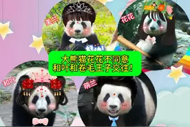 大熊猫花花不同意妹妹和叶和卷毛王子圆梦交往！#来这吸熊猫视频封面