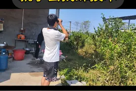找蜂太简单了，小伙子学三个小时能独立找到蜂窝，太棒了##找蜂诱蜂 #诱蜂上蝶 #望远镜追蜂视频封面
