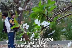 武汉樱花刚开就被一夜“清零”？樱花：我们好着呢！早中晚樱接力盛放持续到四月中旬，放心来看！#又到了一年樱花雨季 #武汉樱花 #武汉樱花好着呢视频封面