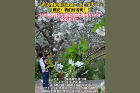 武汉樱花刚开就被一夜“清零”？樱花：我们好着呢！早中晚樱接力盛放持续到四月中旬，放心来看！#又到了一年樱花雨季 #武汉樱花 #武汉樱花好着呢视频封面