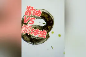 酱油遇到顠体虫会怎样#微生物 #显微镜 #酱油 #微观世界 #科技与狠活视频封面