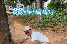 每次回河南，舅舅们就很期待海南的热带水果，特别是上树摘椰子，每次他们都问椰子树那么高，到底是怎么爬上去的，我经常给他们描述，表情都很惊讶，跟个孩子一样期待，这一天终于来了，看到他们玩得这么开心，心里很是欣慰！#我的乡村生活 #一定要看到最后 #农村搞笑视频