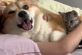 狗：什么都想要只会害了你#柯基 #萌宠出道计划 #狗狗视频封面