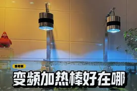 变频加热棒好在哪？#加热棒 #变频加热棒 #新手养鱼视频封面
