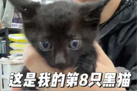 这是什么神仙小黑猫？刚捡1小时，就爬我脖子上去了，直接安排剪指甲，洗澡澡，太乖了吧…#流浪猫 #流浪猫救助 #黑猫 #我和我的猫 #科学养宠攻略视频封面
