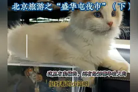 北京旅游之“盛华屯夜市”（下）——这里有卖猫的和给华哥丢人的视频封面