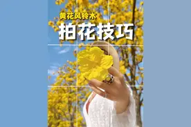 路边漂亮的花树，试试这拍花小技巧，不出片都难 #拍照技巧 #黄花风铃木 #拍花技巧 #又到了赏花拍照的季节 #春日赏花