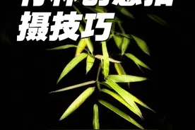 六种竹林详细拍摄教程 拍竹林常用的六种拍摄技巧，你学会了吗？#手机摄影 #竹林 #拍摄技巧 #手机拍摄技巧视频封面