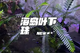 今天推荐一种鱼缸水培植物：海南海岛叶下珠。大家可以试一试！视频封面