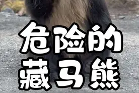 第50集丨青藏高原最危险的动物，藏马熊！也是奔跑速度最快的熊视频封面