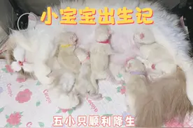 布偶猫舍Vlog251🐣王妃最后一窝生了五只小宝宝🍼视频封面