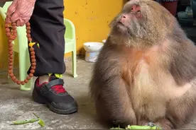 野性是本能，克制是佛性#独臂猴星星 #神奇动物在抖音 #人与动物和谐共处 #峨眉山的猴子视频封面