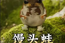 散疣短头蛙，呆萌可爱憨态可掬，像一只圆滚滚的小馒头视频封面