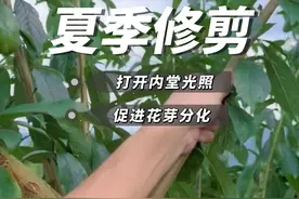 夏季修剪方法，轻剪多次，打开光照促进花芽分化#小兵李树修剪法