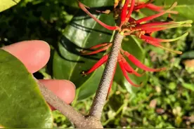 桑寄生 桑寄生——植物界的“寄生精灵”与药用传奇#桑寄生#植物科普 #抖音精选#红花桑寄生视频封面