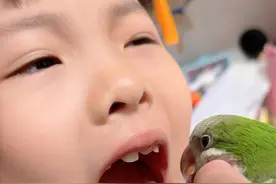 实习牙医小翠第一次问诊～ #鹦鹉拔牙 #万物可爱计划#宅家治愈记视频封面