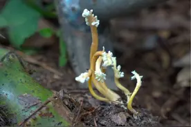 金蝉花，长在竹林里的大虫草，你知道它有什么作用吗？ #2024新农人计划  #金蝉花