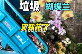 收养的流浪蝴蝶兰又复花了 开过花的蝴蝶兰别在丢了！这样养护、每年都会开花#蝴蝶兰#蝴蝶兰养护 #捡花视频封面