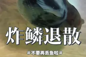 炸鳞，退散 应激性的炸鳞，可以试试 加盐：5/1000 含盐量 加药：每 100 升水： 4 颗诺氟沙星胶囊，2 颗阿莫西林 #百褶尾泰狮金鱼 #养鱼日记 #炸鳞 #养鱼经验分享