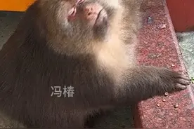 兽性是本能 克制是佛性#独臂猴星星 #人与动物和谐共处 #神奇动物在抖音 #峨眉山的猴子