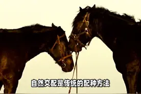 大马和小马的配种注意事项#养马场 #养殖 #冷知识 #三农视频封面